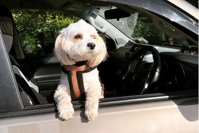 Small dog sitting in a car ready to travel