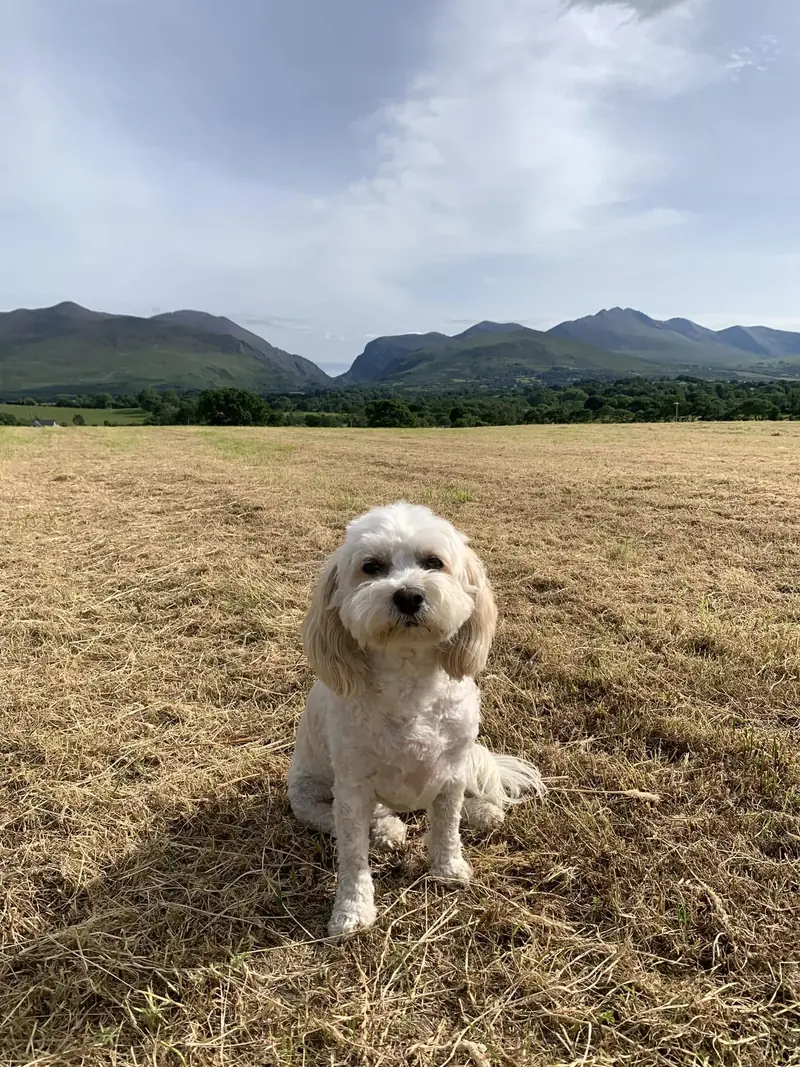 Small dog enjoying the countryside beneath the Kerry mountains