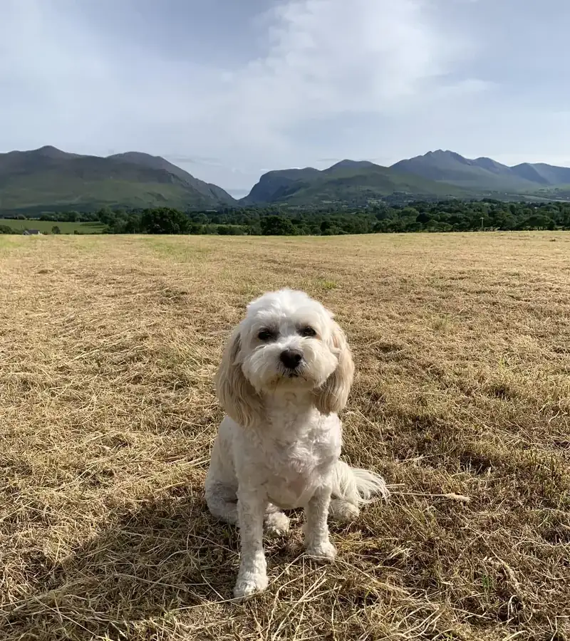 Small dog enjoying the countryside beneath the Kerry mountains