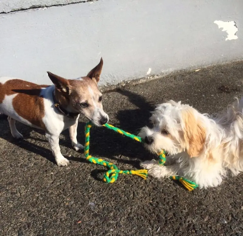 Two dogs playing tug-of-war outdoors