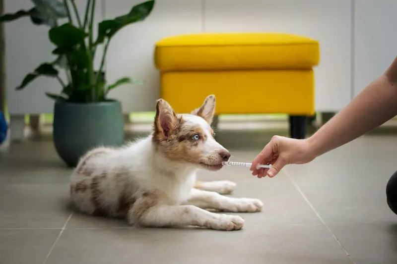 Veterinary surgical team caring for a patient