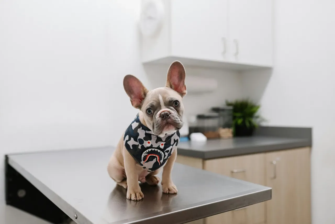 Pet vaccinations and immunizations