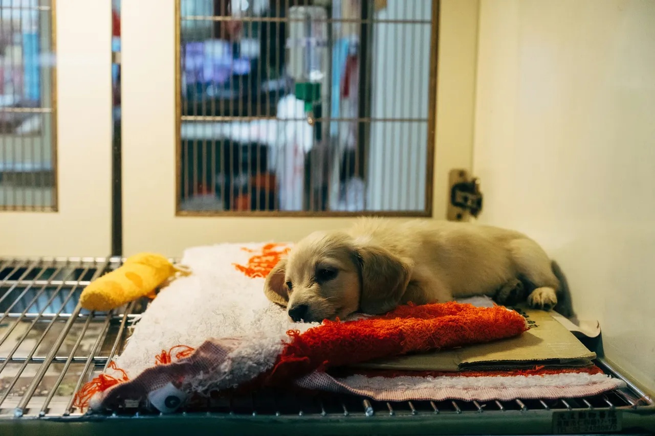 Emergency veterinary team providing critical care to a pet
